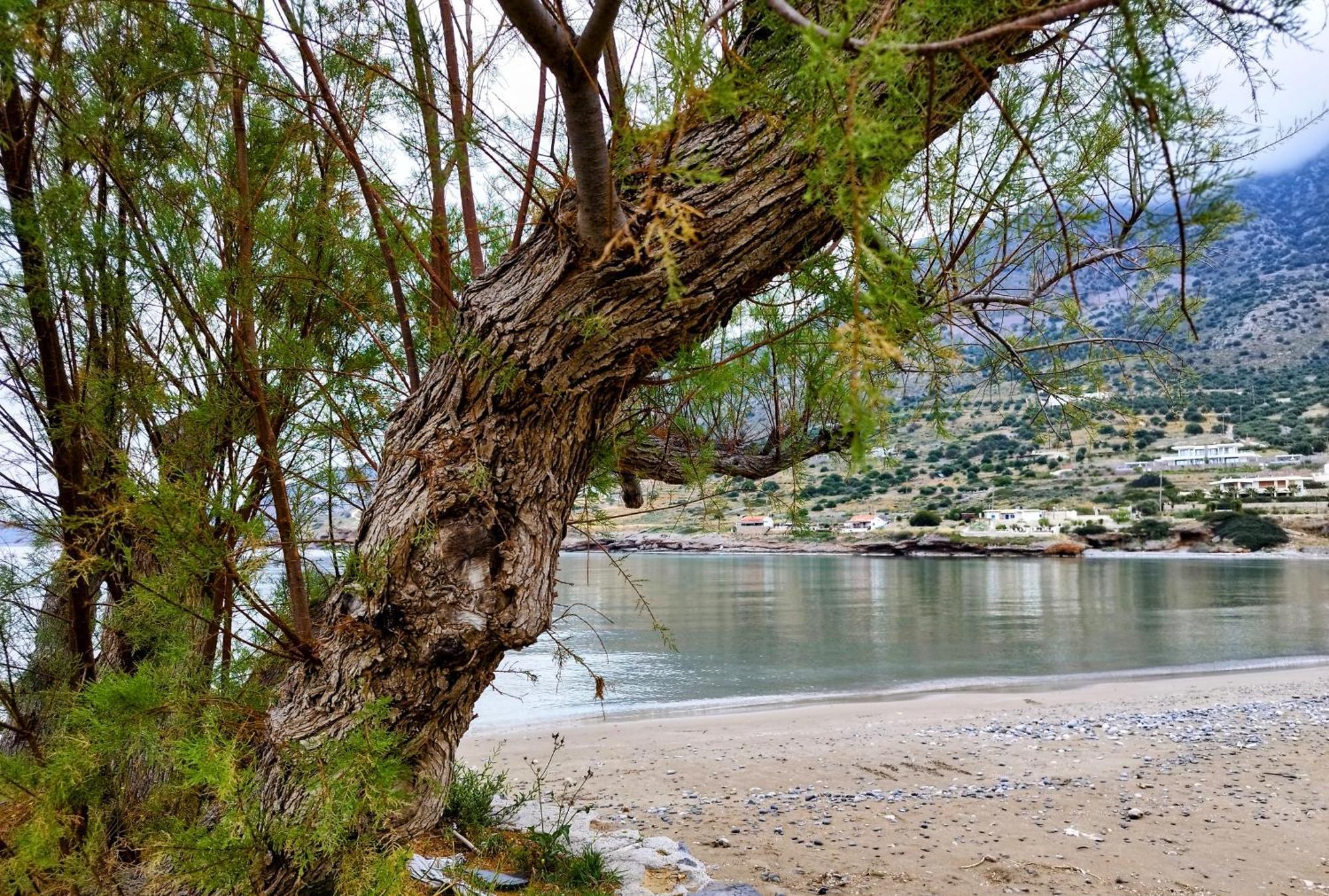 Tholos Alexandra'S Beachfront House Kavoúsion Zewnętrze zdjęcie
